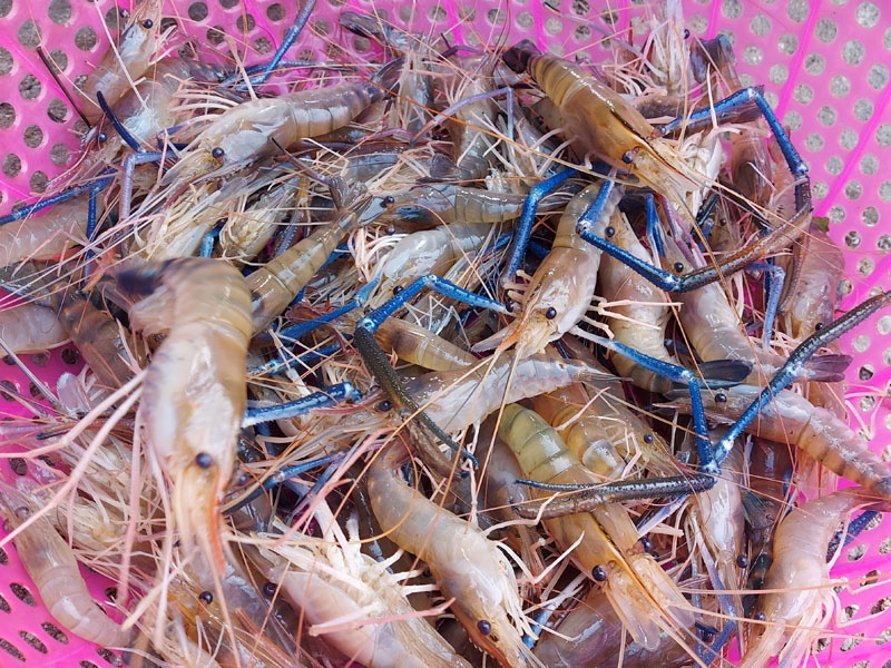 Nuôi tôm canh tôm càng xanh